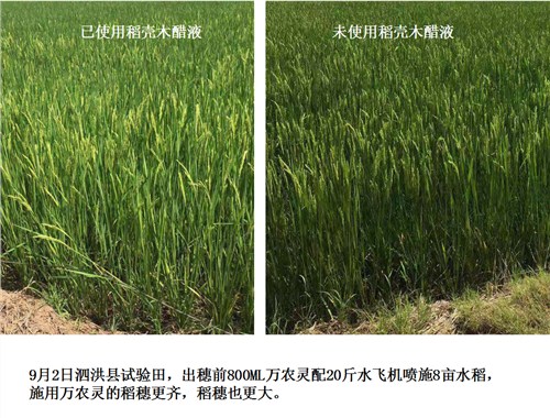 红葡萄粉 延缓人体衰老_开云电竞