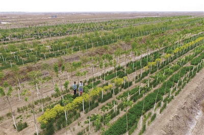 百龄堂复方极核5S 抗肿瘤抗病毒【开云电竞中国】