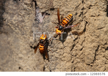 清风葵花碱 调节酸碱平衡-开云电竞官方网站(图3) 开云电竞