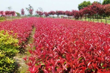 专家谈去库存：低价出售或无偿出租给农民工_开云电竞中国