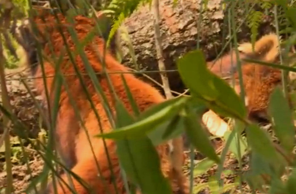 开云电竞官方网站_驱蚊夹 防蚊虫